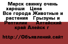 Марск свинку очень хароши › Цена ­ 2 000 - Все города Животные и растения » Грызуны и Рептилии   . Алтайский край,Алейск г.